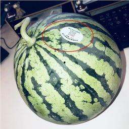 网红吃瓜跳舞最新版,潮流舞步与热门话题的完美融合  第2张